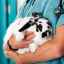 Boli ale iepurilor, periculoase pentru oameni: descriere, fotografie, tratament