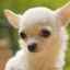 Chihuahua: o inimă mare într-un corp mic