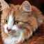 Colestaza la pisici: simptome și tratament