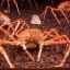 Crabul păianjen japonez: descrierea crabului uriaș