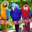 Care sunt cei mai scumpi și mai rari papagali din lume