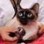 Calciviroza la pisici: simptome, tratament și prevenire