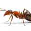 Insecte mici - mari probleme: modalități eficiente de a face față furnicilor de ghimbir acasă, în grădină și în grădină