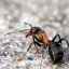 Micii vecini de pe planetă: un articol de recenzie despre furnici
