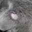 Unguent lichen pentru pisici