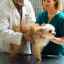 Miastenia gravis la câini: informații generale, diagnostic și tratament