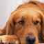Păstrarea digestiei sănătoase a câinilor: cum să tratezi un animal de companie pentru bolile gastro-intestinale?
