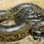 Cei mai mari șerpi din lume: fotografie și descriere