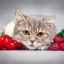Simfonie dulce: ce fructe și fructe de padure pot face pisicile