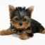 Câini yerki: descrierea rasei mini yorkie, îngrijire, fotografii