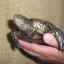 Păstrarea broasca țestoasă mlaștină europeană acasă