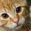 Lista principalelor boli ale ghearelor la pisici: simptome și tratament