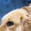 Stomacul câinelui mârâie: principalele cauze și tratamente