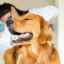 Inflamația glandelor paraanal la câini