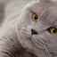 Pisica britanică: descrierea rasei, caracterului și caracteristicilor de îngrijire