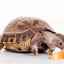 Cum să hrănești o broască țestoasă: obiceiuri alimentare acasă și în natură
