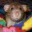 Ce să hrănești și cum să ai grijă de un șobolan decorativ