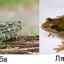 Care este diferența dintre un broască și o broască