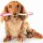 Spălarea corectă a dinților câinelui