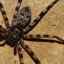 Caracteristicile păianjenului de vânătoare australian, bandat și dungat