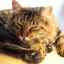 Colangita - inflamația căilor biliare la pisici