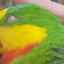Cum să ajute un papagal dacă moare: este posibil să salvezi o pasăre de la moarte?