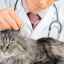 Tipuri și metode de sterilizare a pisicilor