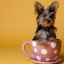 Mini yorkshire terrier miniatural - cum să alegi, personaj