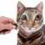 Limfadenita - inflamația ganglionilor limfatici la pisici