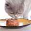 Cea mai bună mâncare umedă pentru pisici: rating