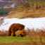 Ursul grizzly sau ursul cenușiu: hrană, reproducere, unde locuiește