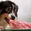 Carne în dieta câinilor: aspecte pozitive și negative