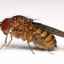 Drosophila fly: de unde provine și cum să scapi de ea
