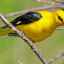 Oriol comun: descriere cu fotografie, reproducere și hrănire a păsărilor