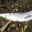 Descrierea peștelui sabre: unde este găsit, habitatul său
