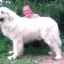 Câine ciobanesc podgalyanskaya: întreținere și îngrijire