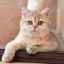 Rasa de pisică chinchilla de aur: caracteristici, fotografii și conținut