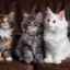 Rase de pisici pufoase: întreaga listă de animale de companie recunoscute oficial (+ fotografie)