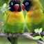 Bărbat sau femeie - faceți distincția între păsări iubitoare