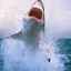 Cei mai periculoși rechini din lume. 10 rechini cei mai periculoși