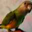 Papagal senegalez: cum să ai grijă acasă