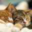 Câte pisici dorm: înțelegem restul animalului tău de companie