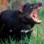 Diavolul tasmanian sau marsupial: stilul de viață al animalelor