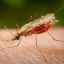 Top 10 cele mai periculoase insecte din lume