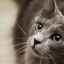 Top 15 cele mai rare rase de pisici din lume cu descrieri
