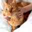 Cistita vezicii urinare la pisici: opțiuni de tratament