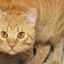 Cistita la pisici: simptome și tratament la domiciliu