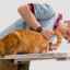 Cistita la pisici: simptome și tratament