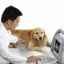Efectuarea unei ultrasunete pentru un câine: pregătire și caracteristici