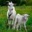Fotografia caprelor și descrierea caracteristicilor rasei lactate